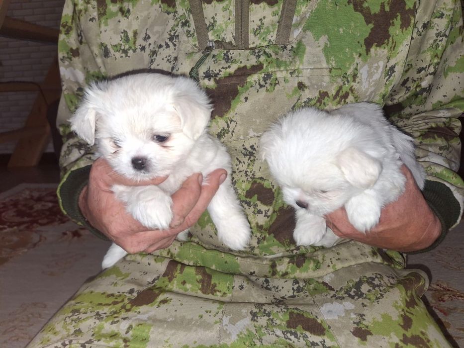 Продам Мальтезе