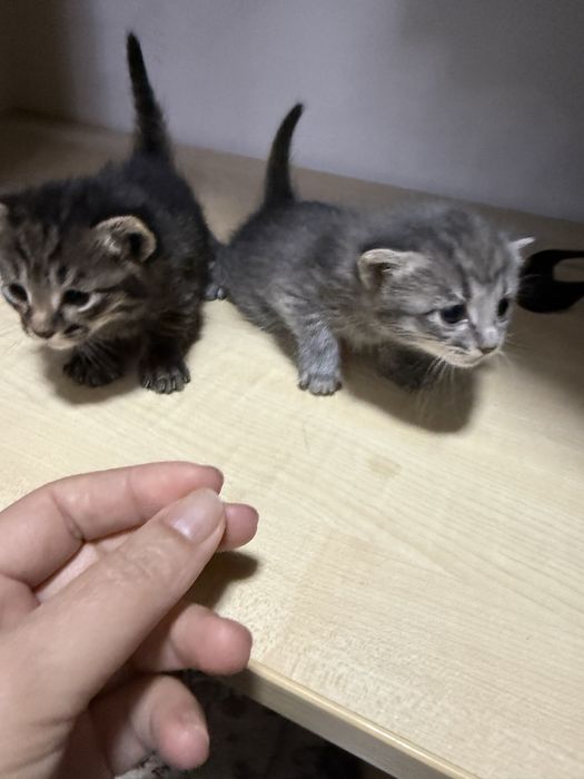 Отдадим котят в добрые руки