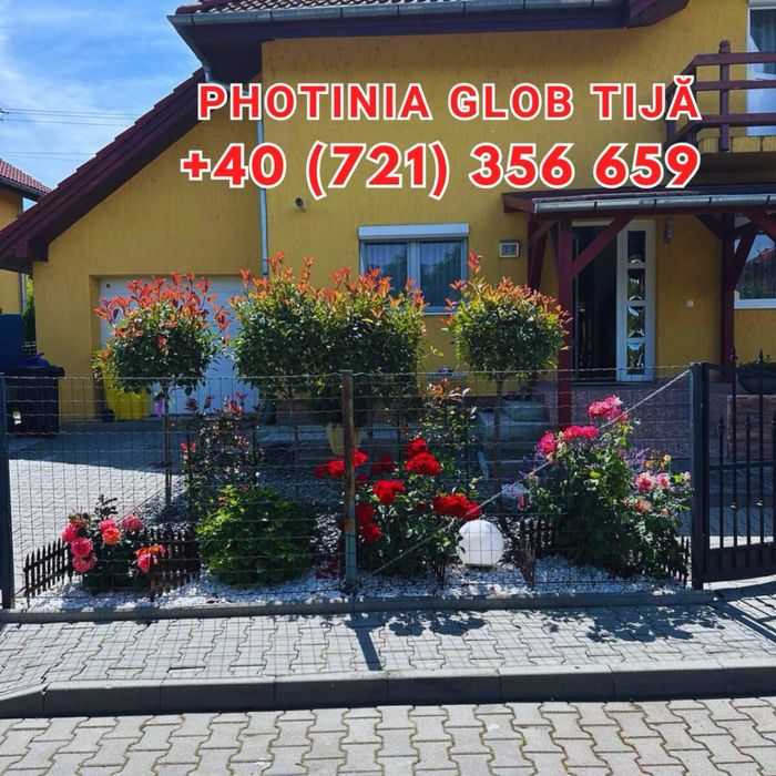 Spiral Tuia PonPon Magnolia Grandiflora Palmier Trachycarpus Etc