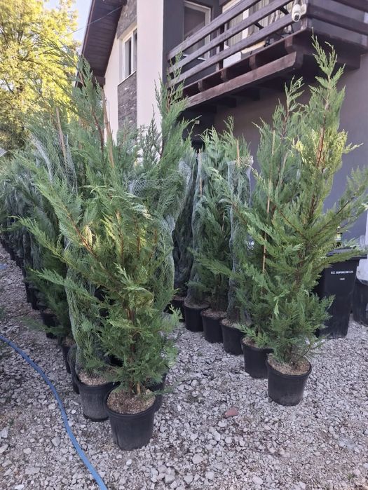 Leylandii tuia pin mestecan tei