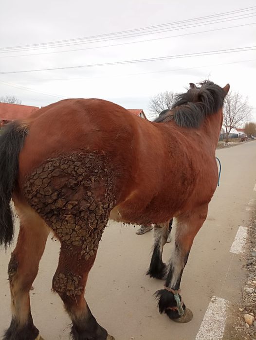 Vând manza de 2 jumate