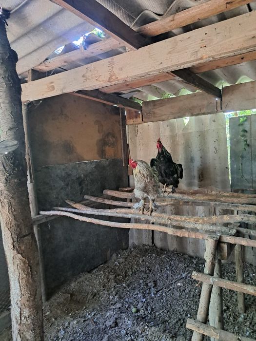 Срочно продам домашних петухов!