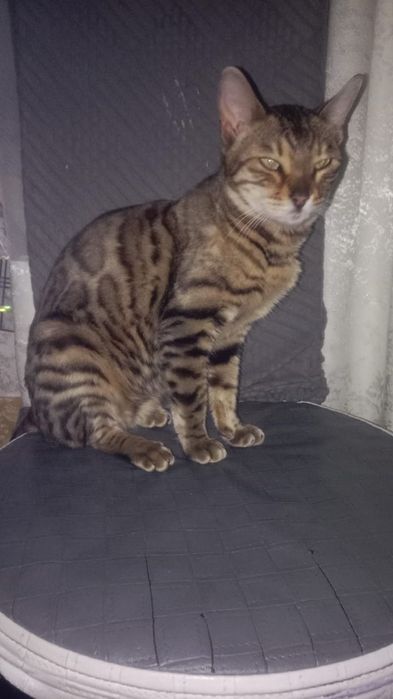 Продам бенгальского котика