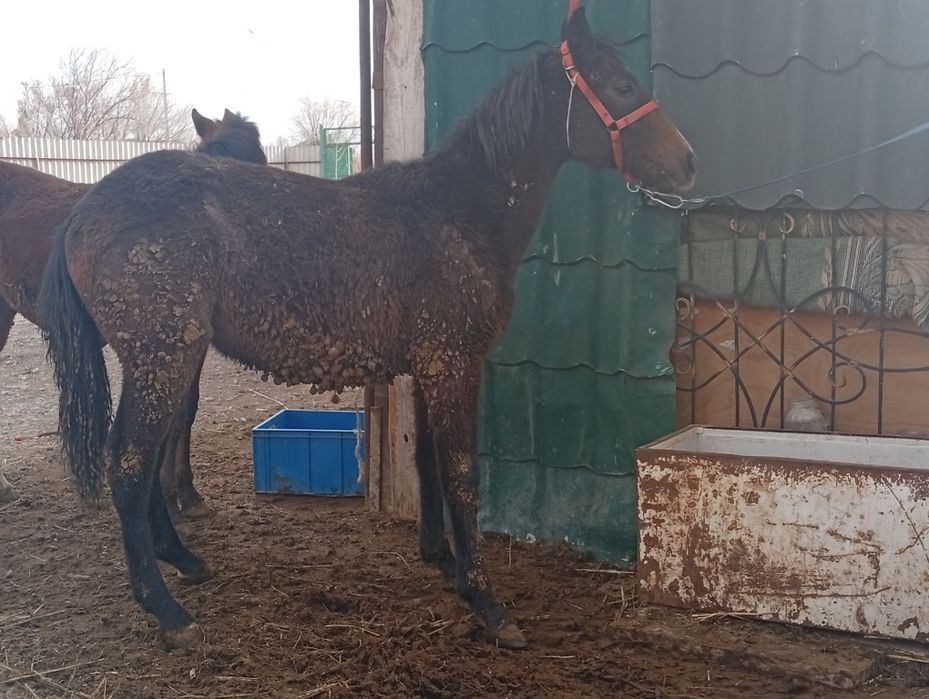 Сатылады семыз тай