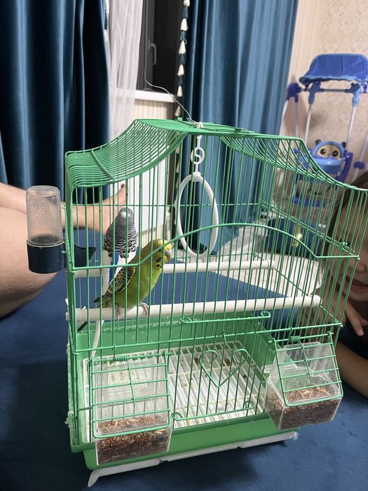 Продам попугаи звоните есть торг