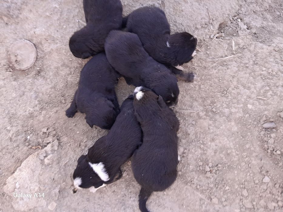 Догоговорной щенки