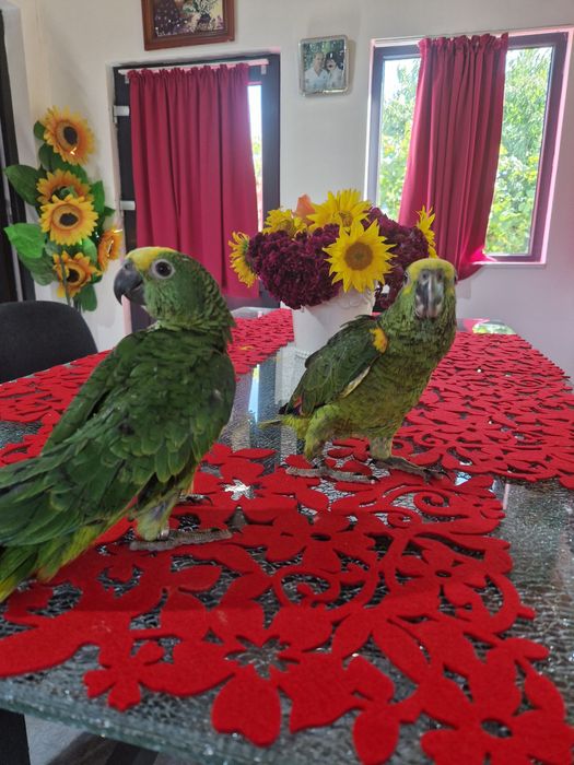 Papagali amazon fruntea albarsta , aestiva