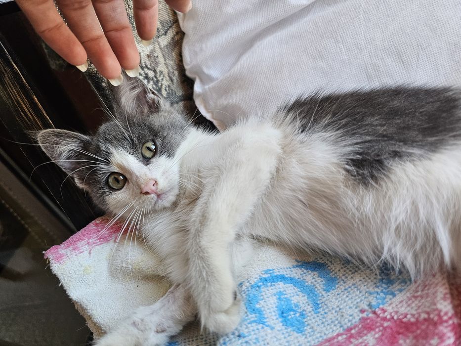 Коте за осиновяване - мъжко на 2м.