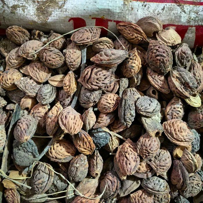 Донак. Шафтолини донакги бор. Срочно сотилади!