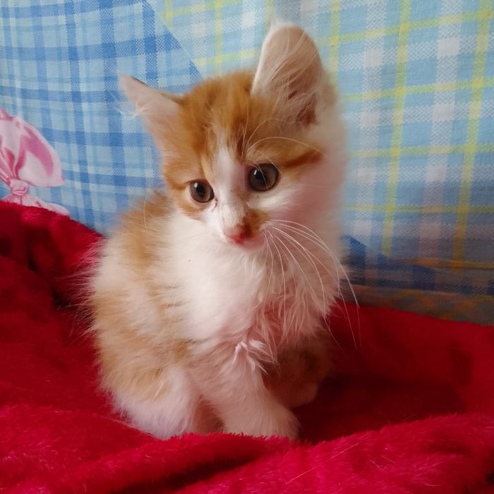 Котёнок мальчик в добрые руки