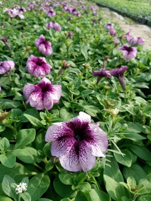 Gul optom ekip ham beramiz