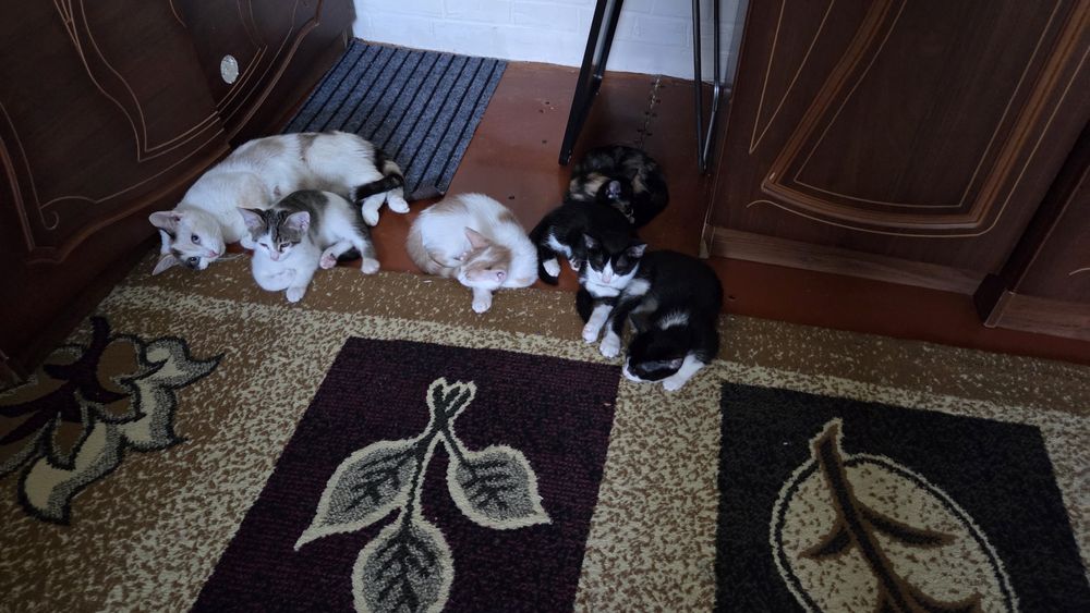 Котята в добрый руки