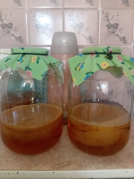 Чайный гриб большой