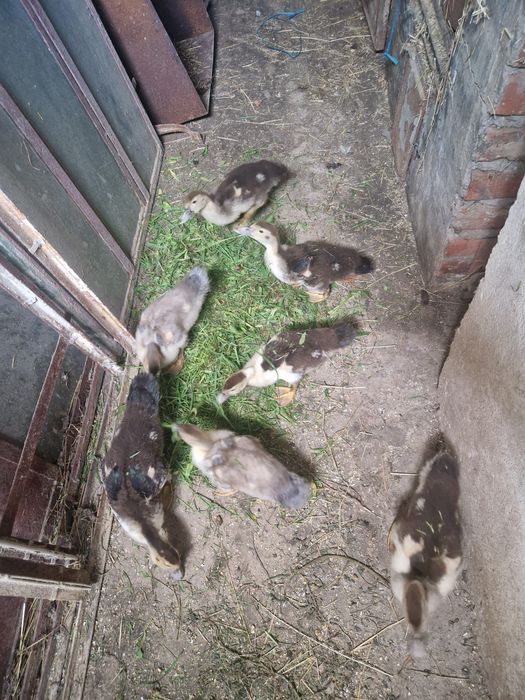 Rățuște Mute 5 bucăți