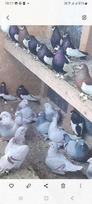 Porumbei standard și bălțați