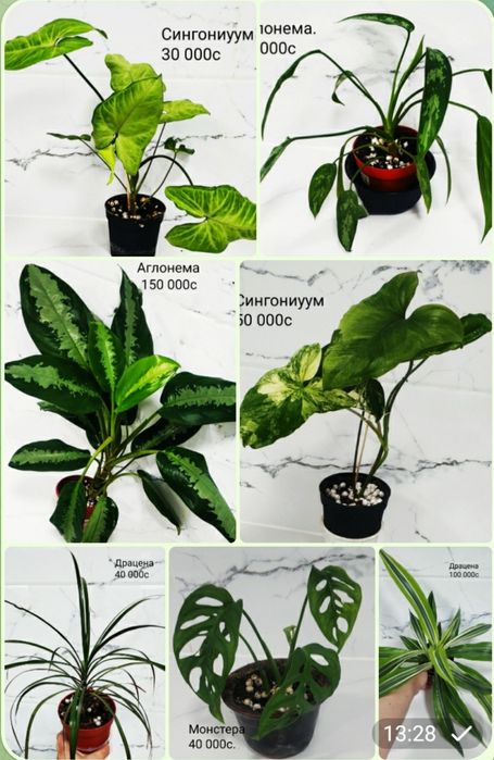 Комнатные цветы.