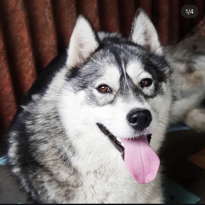 Отдам в хорошие руки