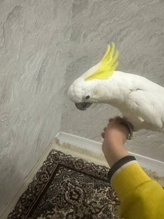 Kakadu желтохохлый гибрид