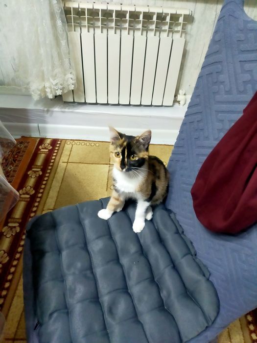 Отдам в добрые руки