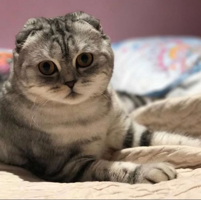 Вислоухие котята