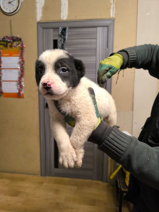 Продаю щенков Алабая