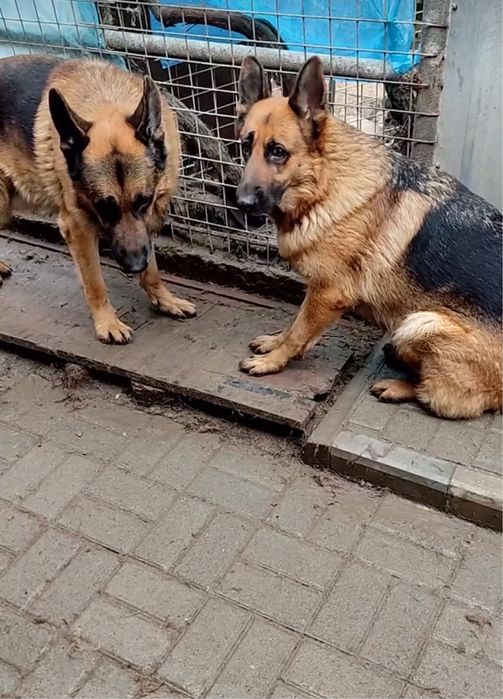 Щенки немца 100% доставка бесплатно