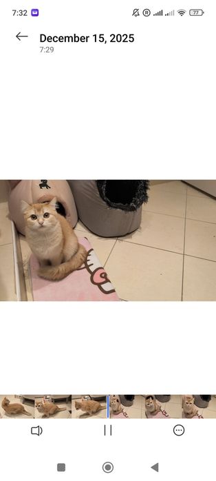 9-месечна женска златна британска късококосмя котка