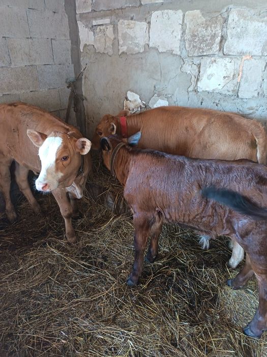 Animale de vinzare