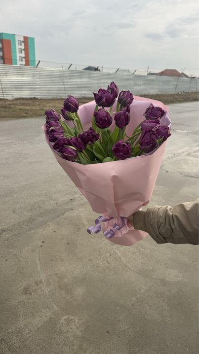 Тюльпаны голландские