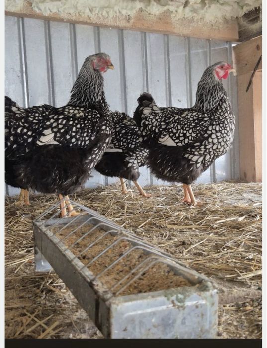 Gaini de rasa de vanzare, araucana si wyandotte