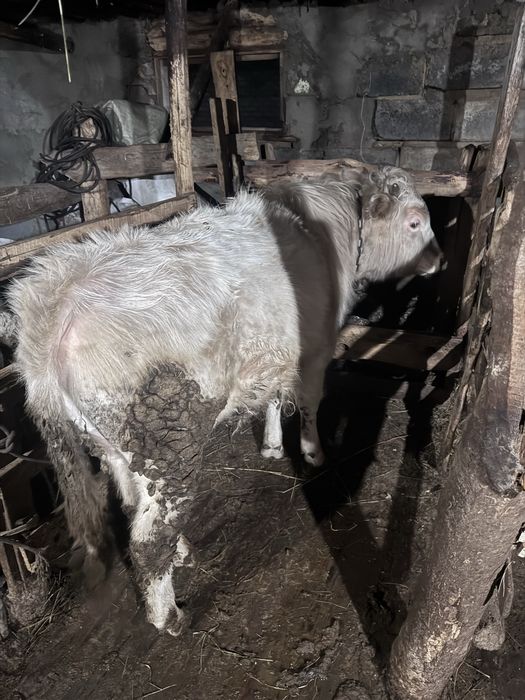 Буха    бычки