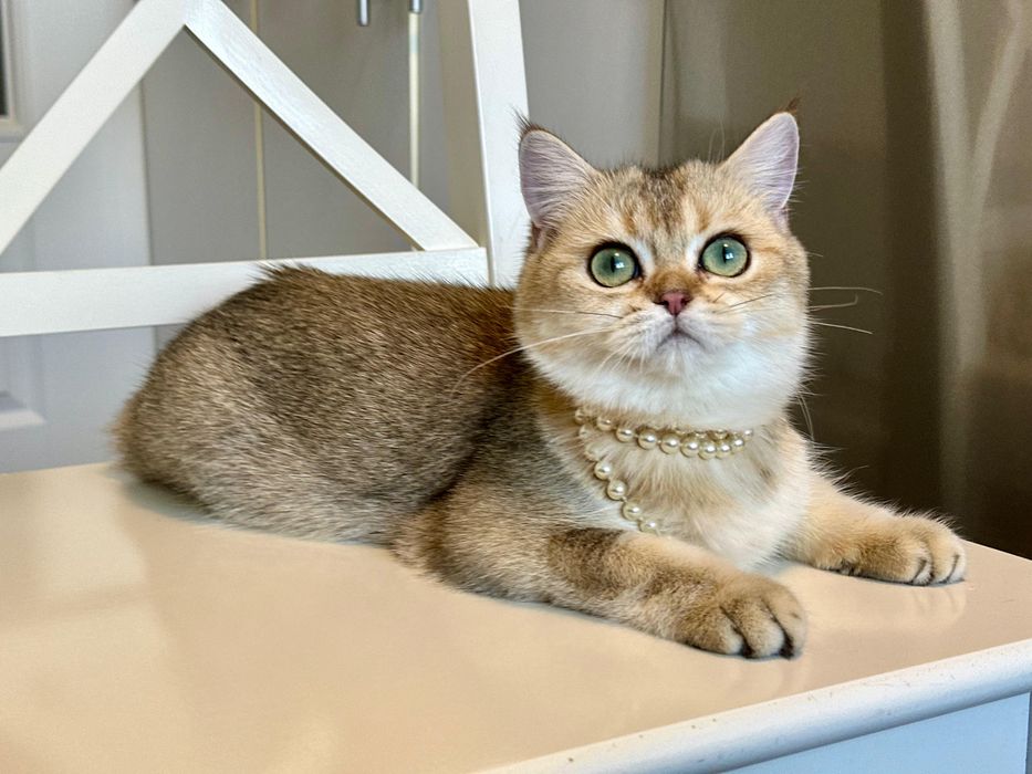 Fetita superba british shorthair golden chinchilla! Pedigree  WCF