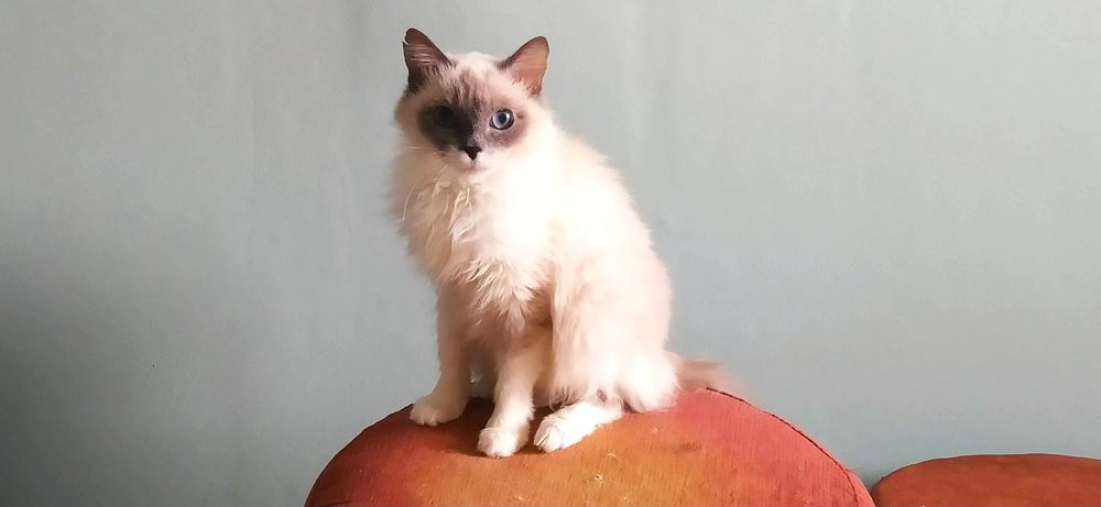 Отдам кошечек и котов