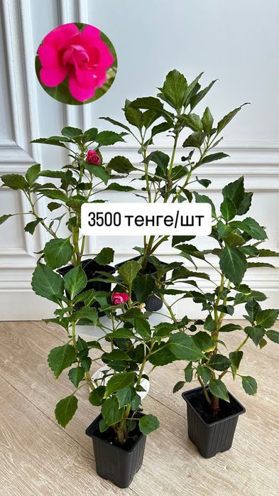 Укорененные черенки сортовых бальзаминов