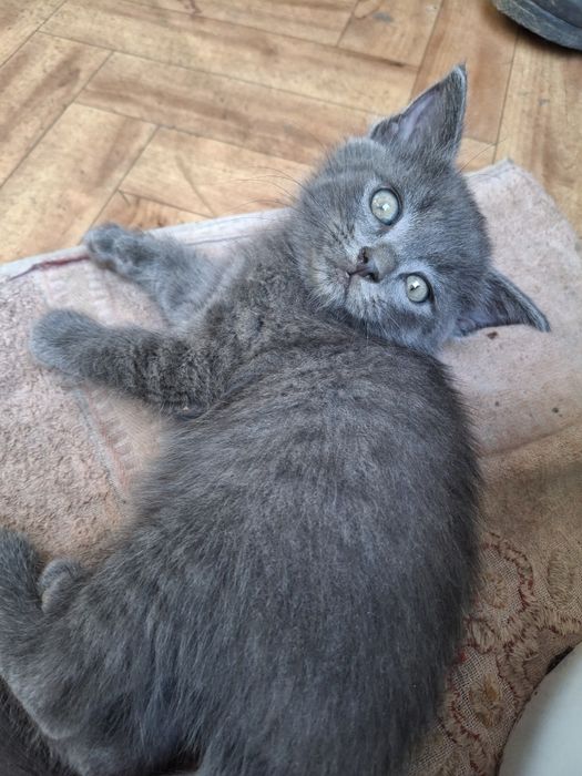 Отдам милых котят в добрые руки.