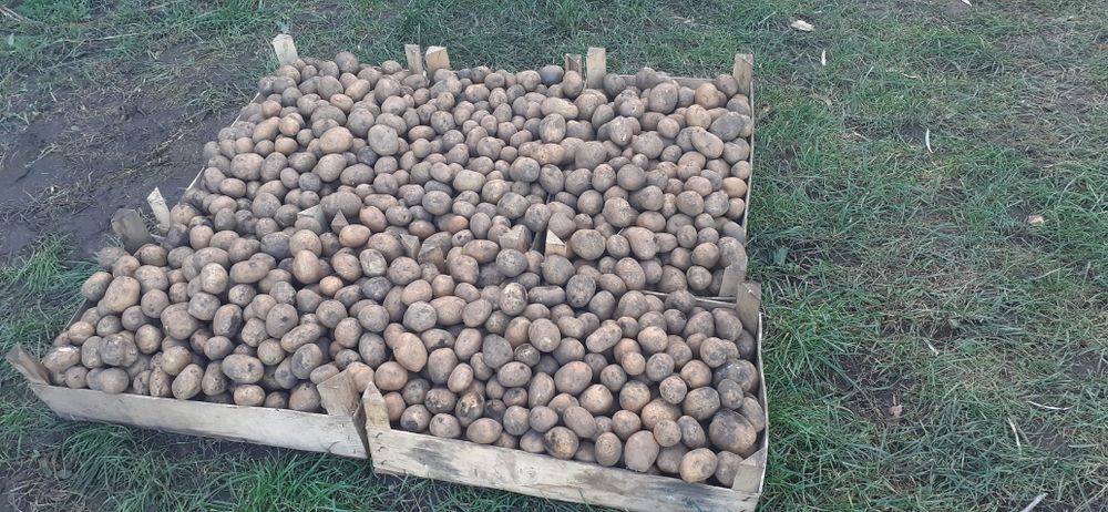 Cartofi de sămânță.