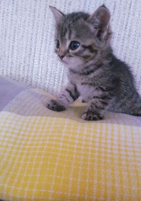 Отдам котят в добрые руки