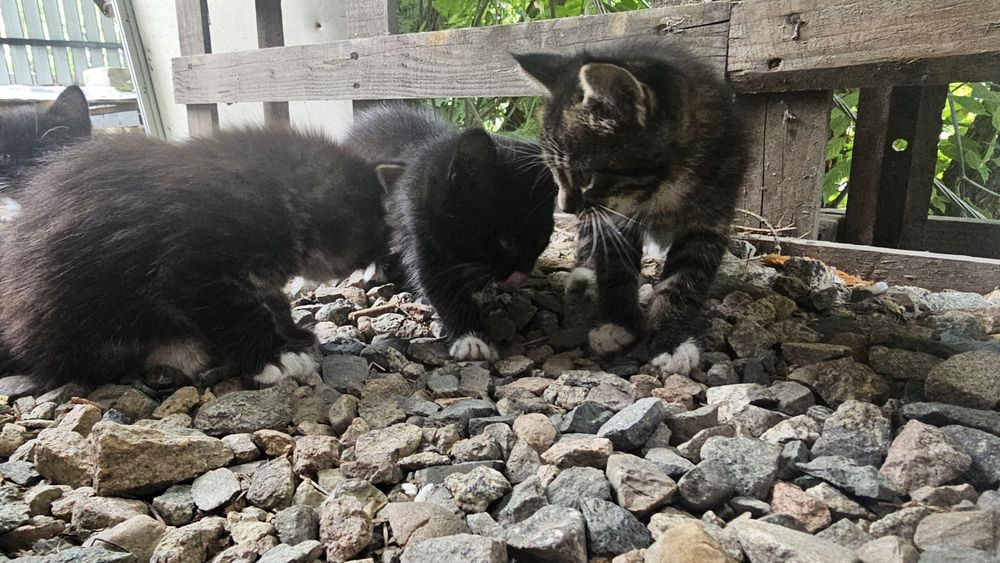 Котята. Котята охотники. Крысоловы. Мышеловки