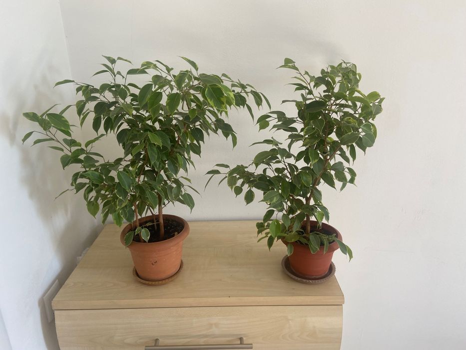 Продам Фикусы Бенджамина