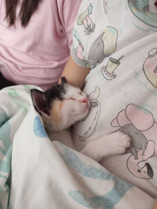 Pisicuțe pt adoptie