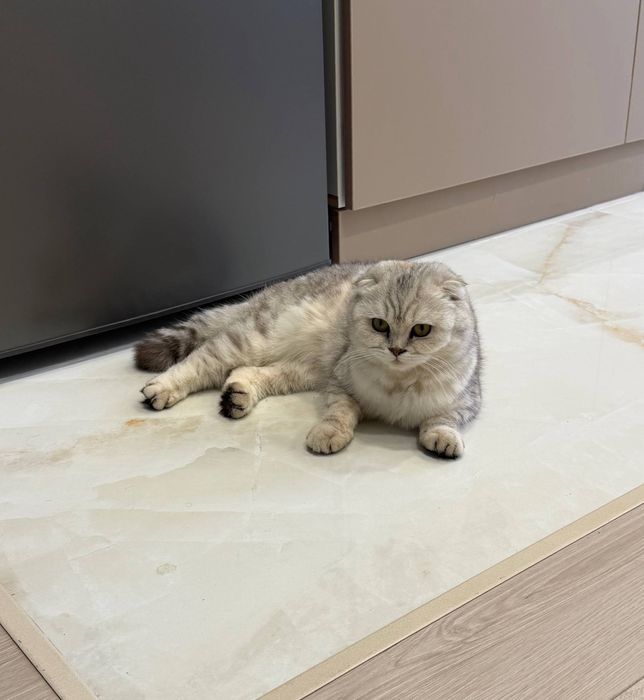 Кошка  надо ей муж