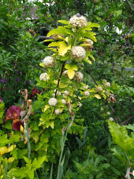 Продается молодой декоративный кутарник