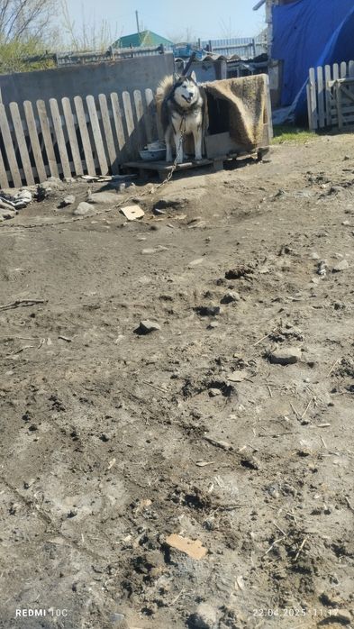 Вязка  Сибирского Хаски