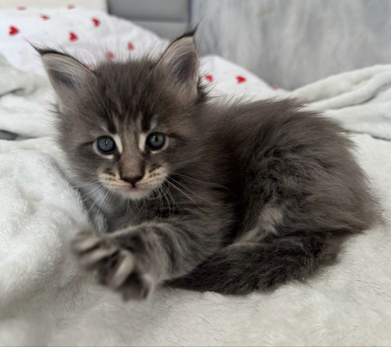 Котята Мейн-кун Алматы