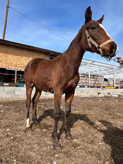 Тай……………………………..