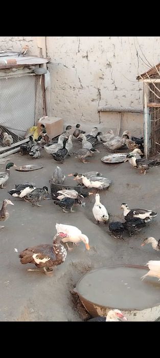 O'rdaklar sotiladi optm