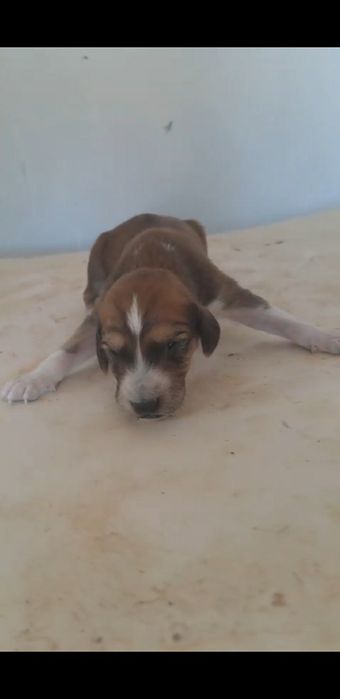 Құмай тазы күшіктер сатылады