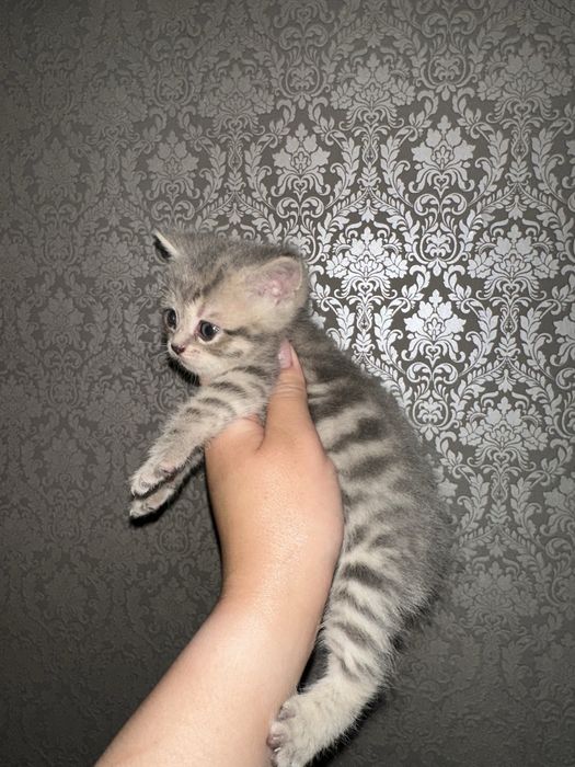 Шатландские котята
