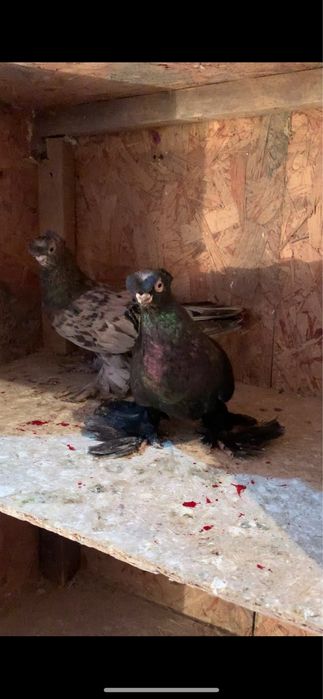 Голуби вольерные