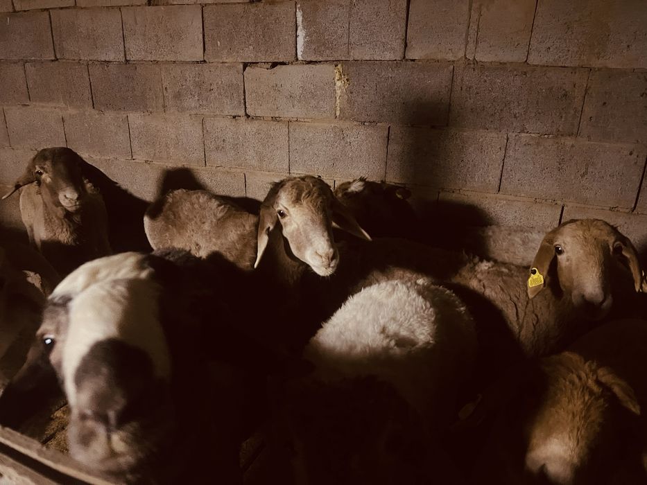 Семіз еркек тоқты